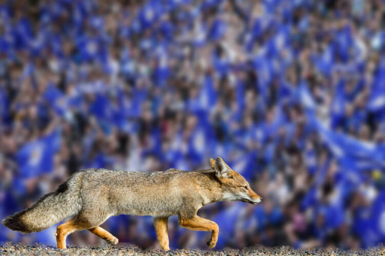 Blue fox in front of Leicester City fans