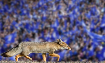 Leicester City Fox